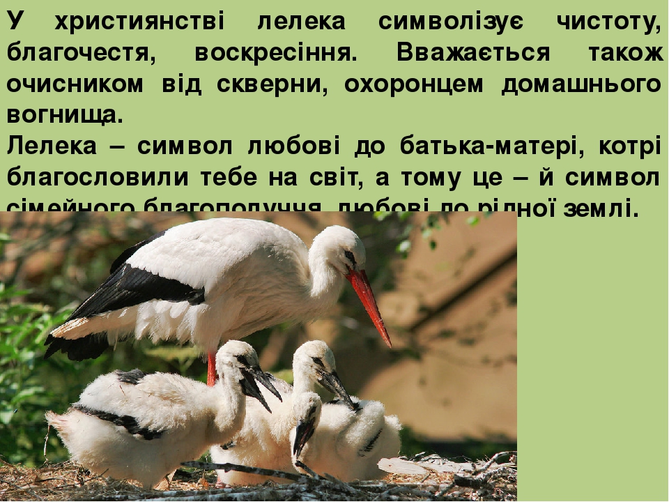 У християнстві лелека символізує чистоту, благочестя, воскресіння. Вважається також очисником від скверни, охоронцем домашнього вогнища. Лелека – с...