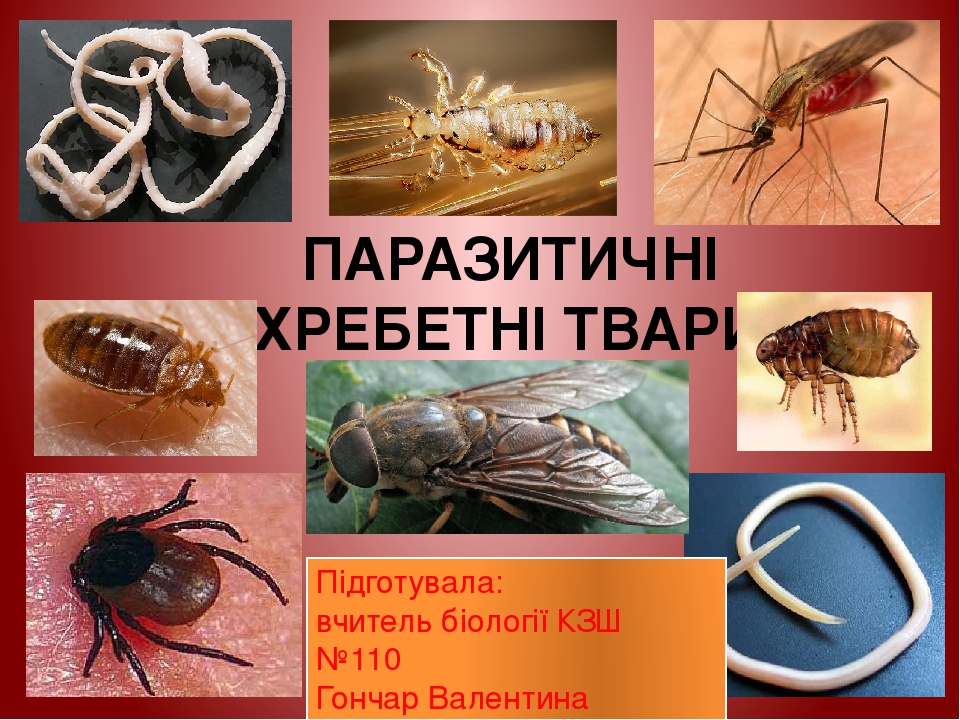 ПАРАЗИТИЧНІ БЕХРЕБЕТНІ ТВАРИНИ Підготувала: вчитель біології КЗШ №110 Гончар Валентина Василівна