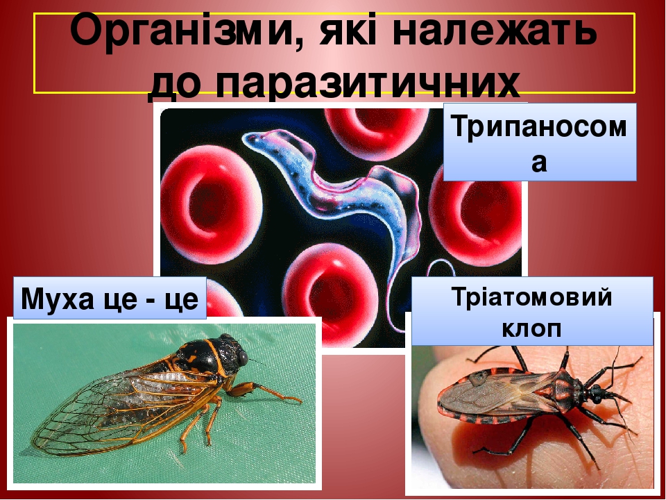 Організми, які належать до паразитичних Трипаносома Тріатомовий клоп Муха це - це