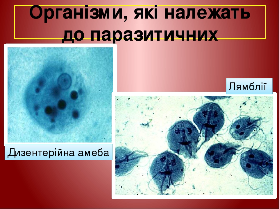 Організми, які належать до паразитичних Дизентерійна амеба Лямблії