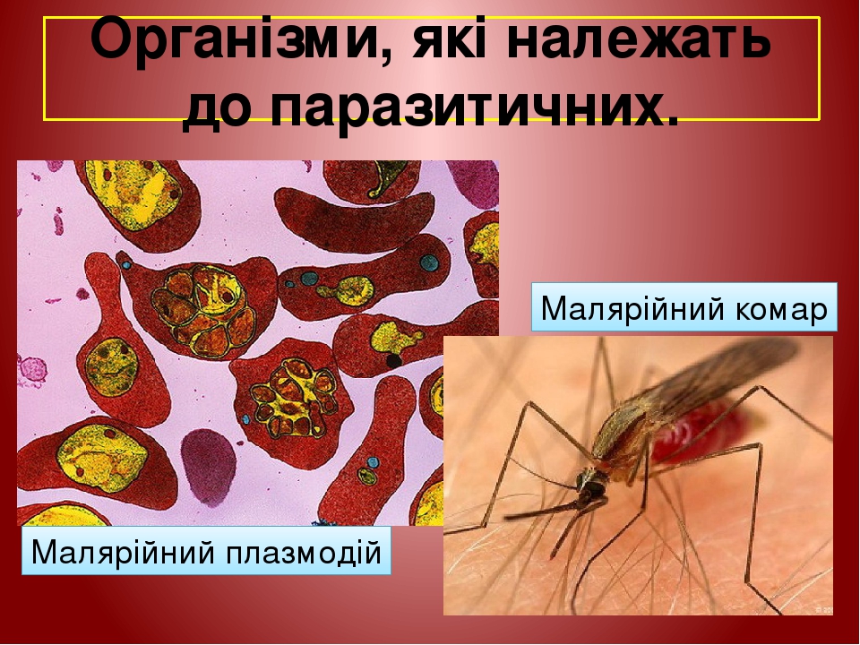 Організми, які належать до паразитичних. Малярійний плазмодій Малярійний комар