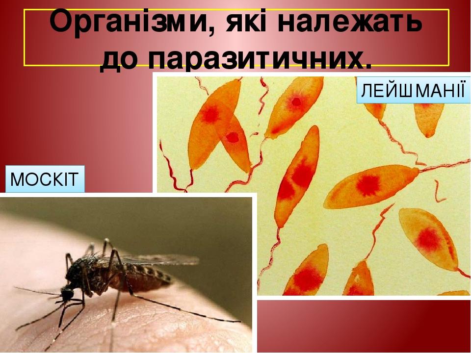 Паразитичні безхребетні тварини | Презентація. Біологія