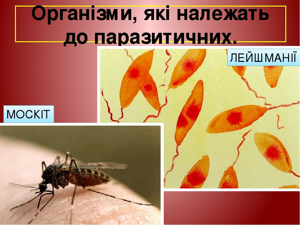 Організми, які належать до паразитичних. ЛЕЙШМАНІЇ МОСКІТ