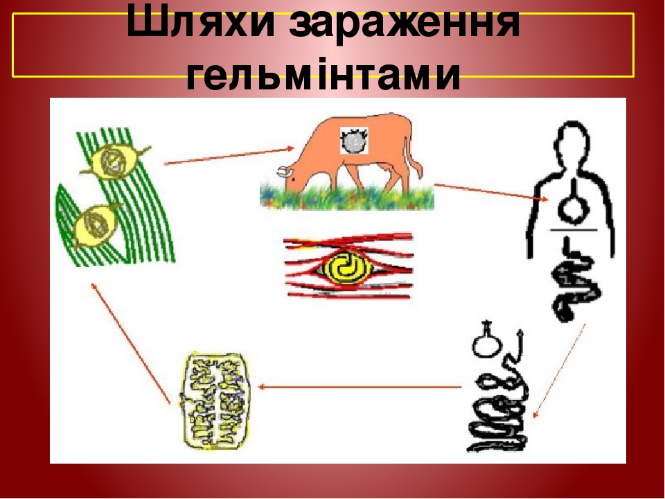 Шляхи зараження гельмінтами