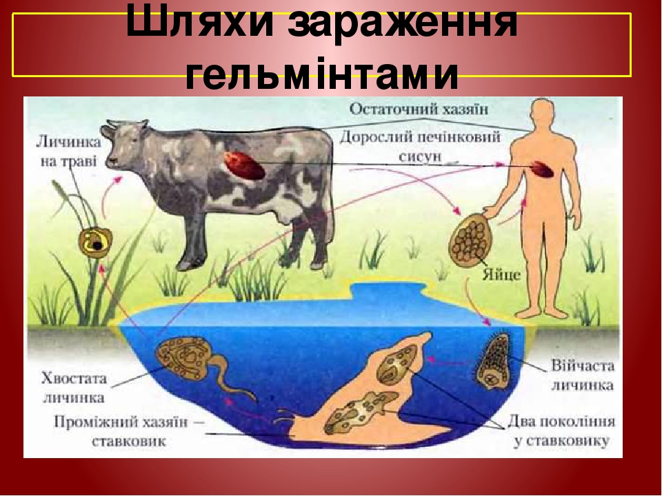 Шляхи зараження гельмінтами