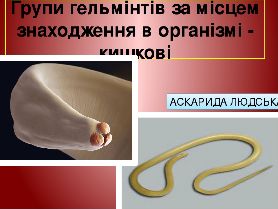 Групи гельмінтів за місцем знаходження в організмі - кишкові АСКАРИДА ЛЮДСЬКА