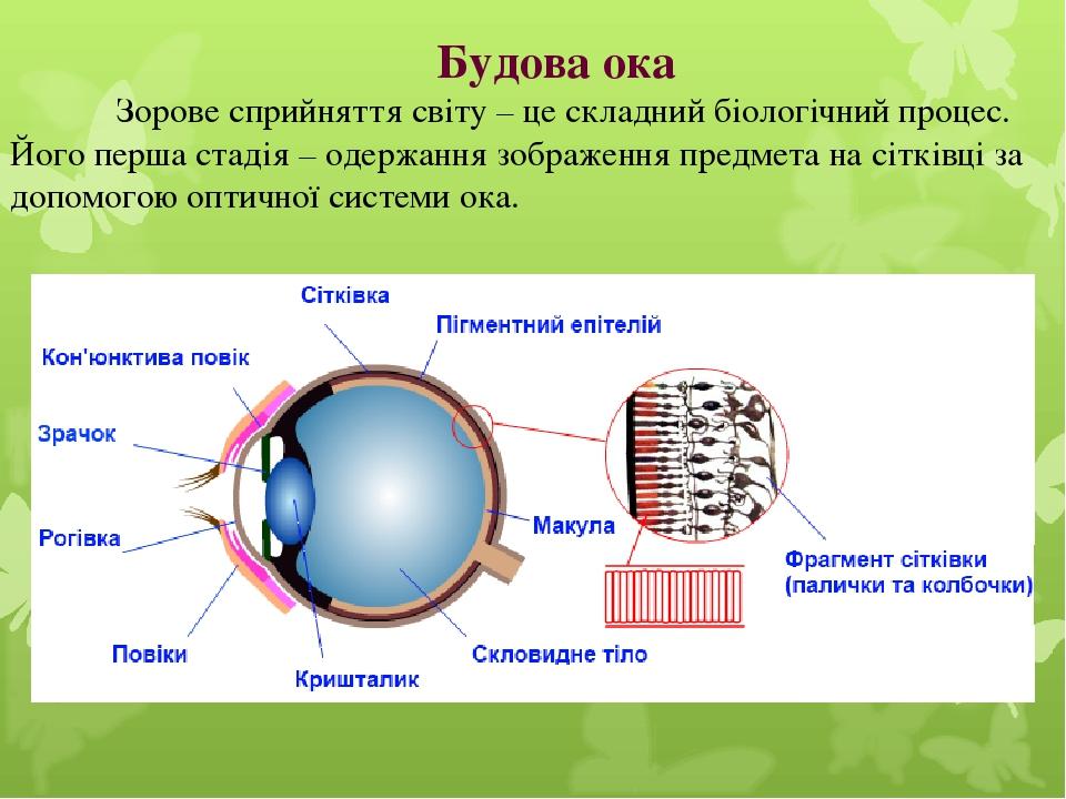 Куда течет ока схема