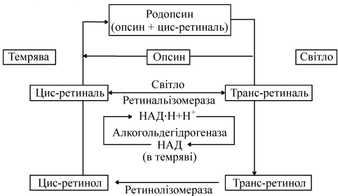 Схема фотохимического зрительного цикла