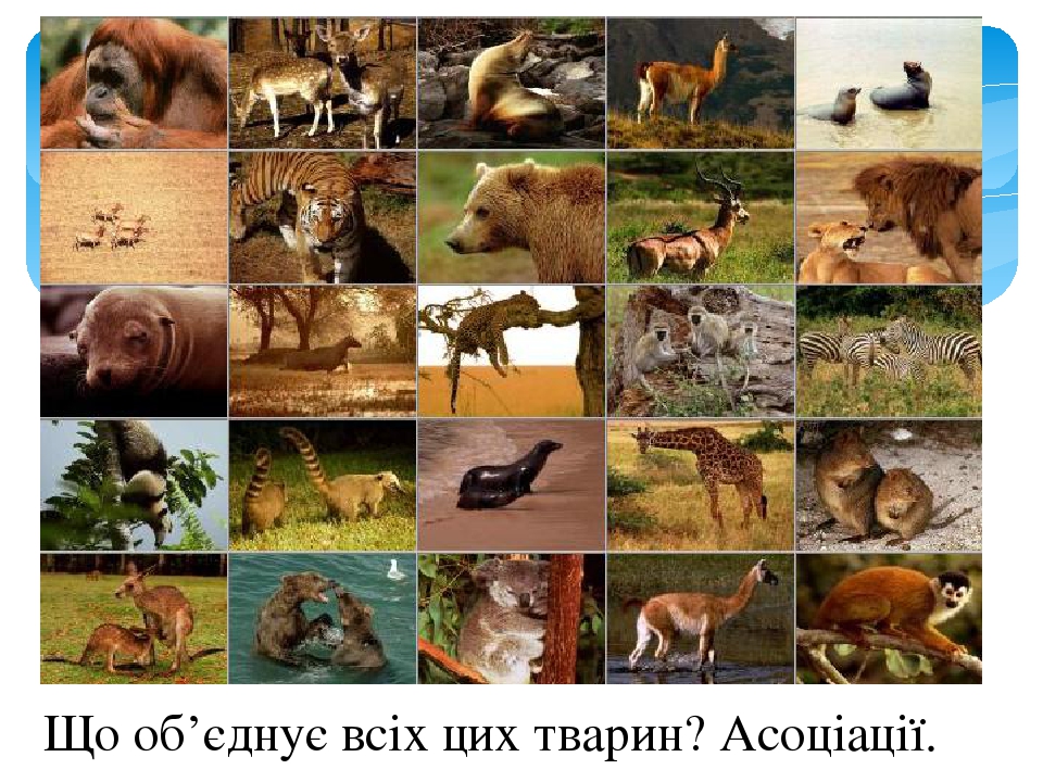 Ссавці