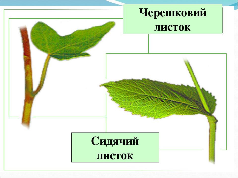 Травинки картинки для детей