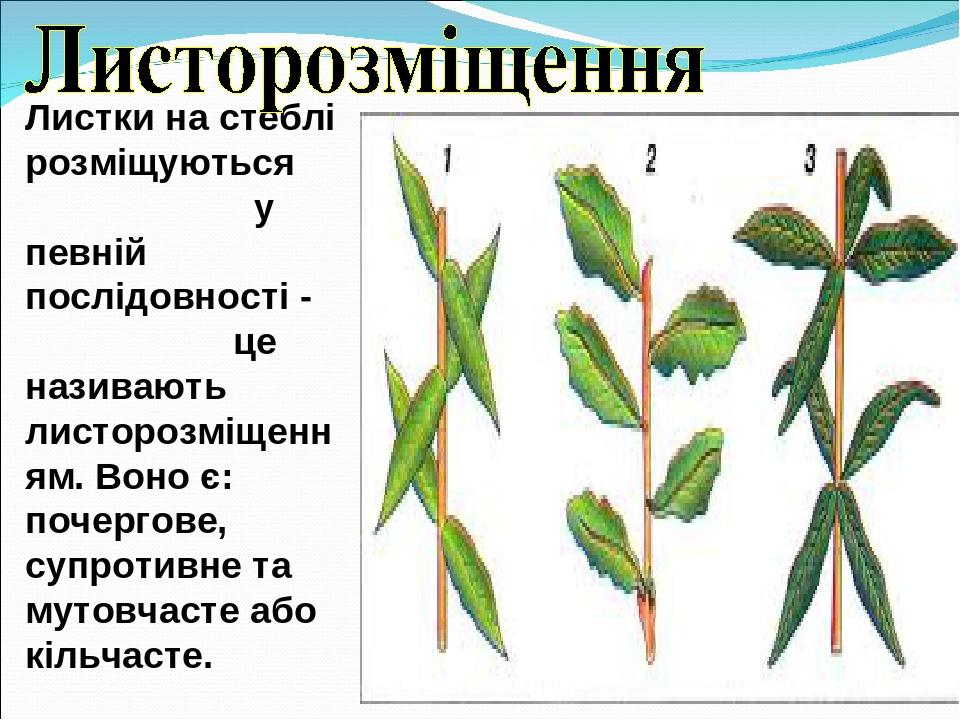 Листорасположение подсолнуха. Спиральное листорасположение. Супротивные листья. Супротивная форма листьев у астровых. Маленькие супротивных листьев водоросль.