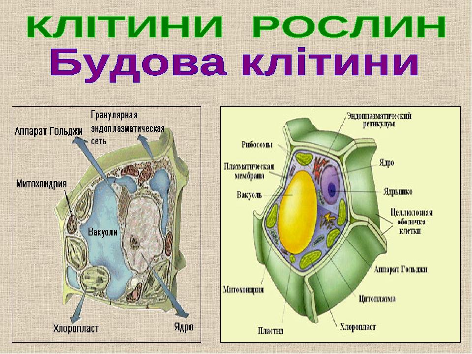 Яка клітина. Будова клітини рослини. Рослинна клітина. Клітина рослини будова малюнок. Структура рослинної клітини.