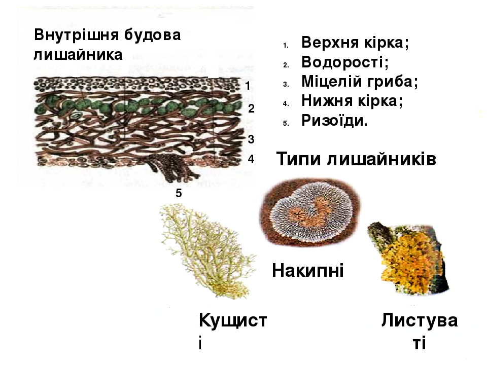 Презентація