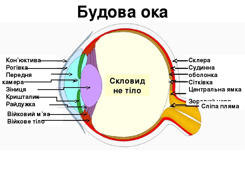 Камера 12 ока