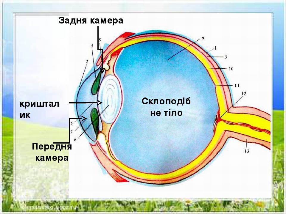 Ока дон канал