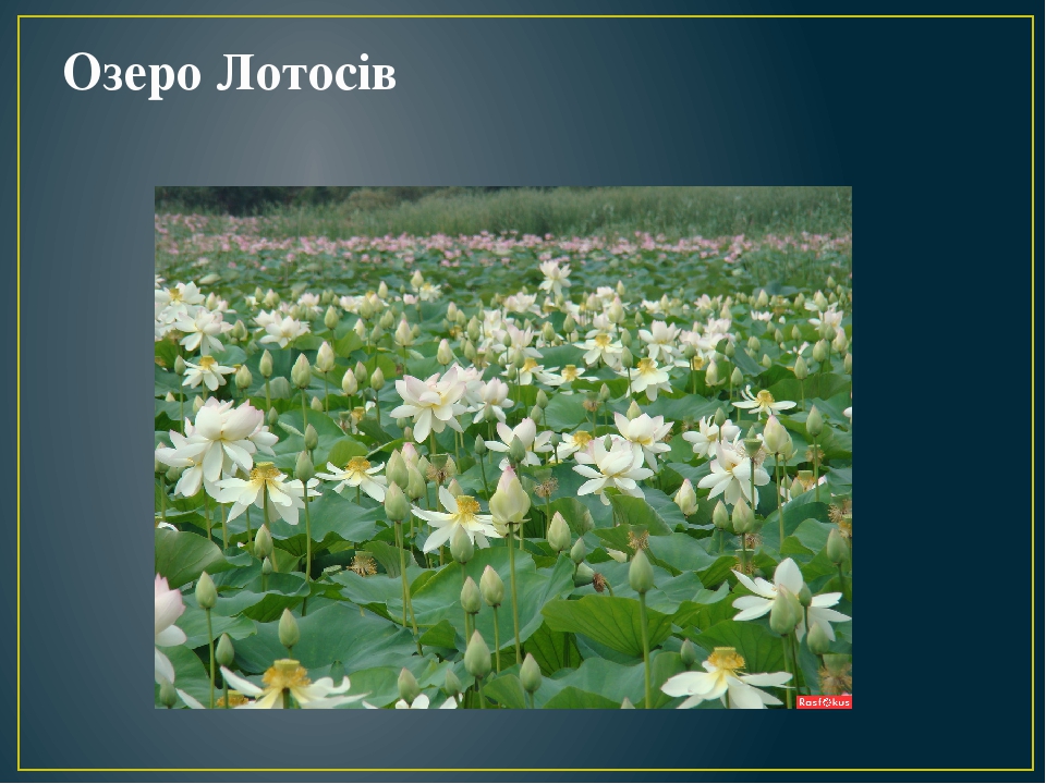 Озеро Лотосів