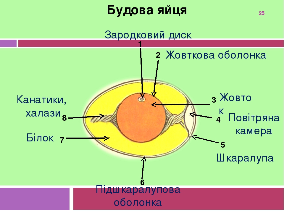 Обобщение биология 8 класс презентация