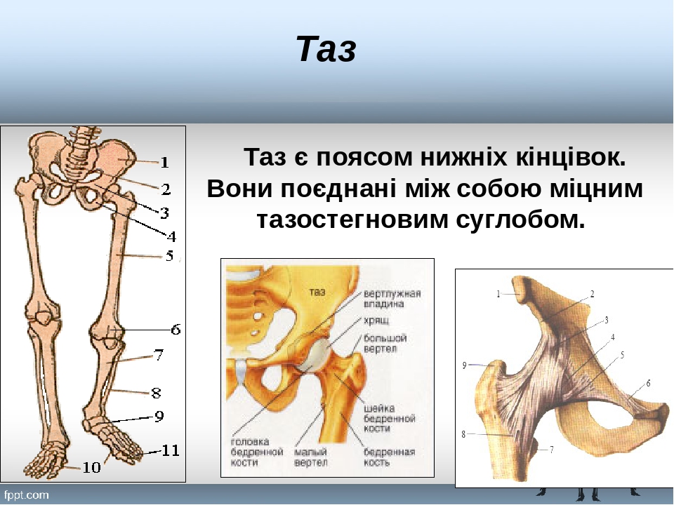 Широкий таз у мужчин