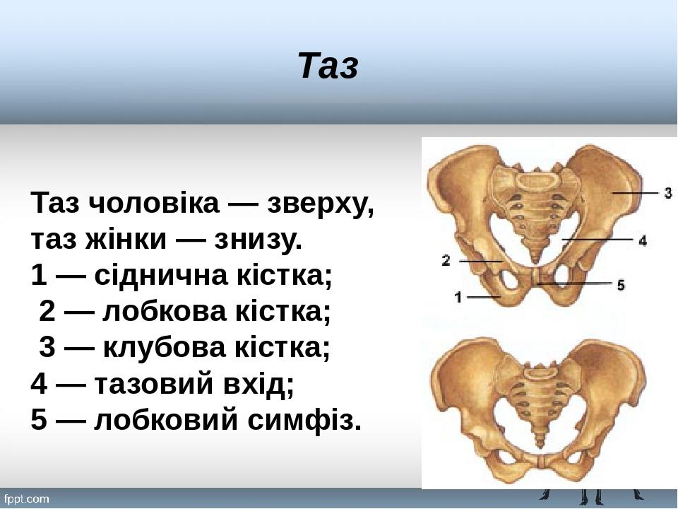 Где находится малый таз у мужчин фото с названиями и описанием