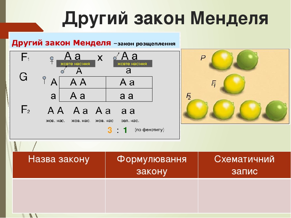 Презентация 1 закон менделя