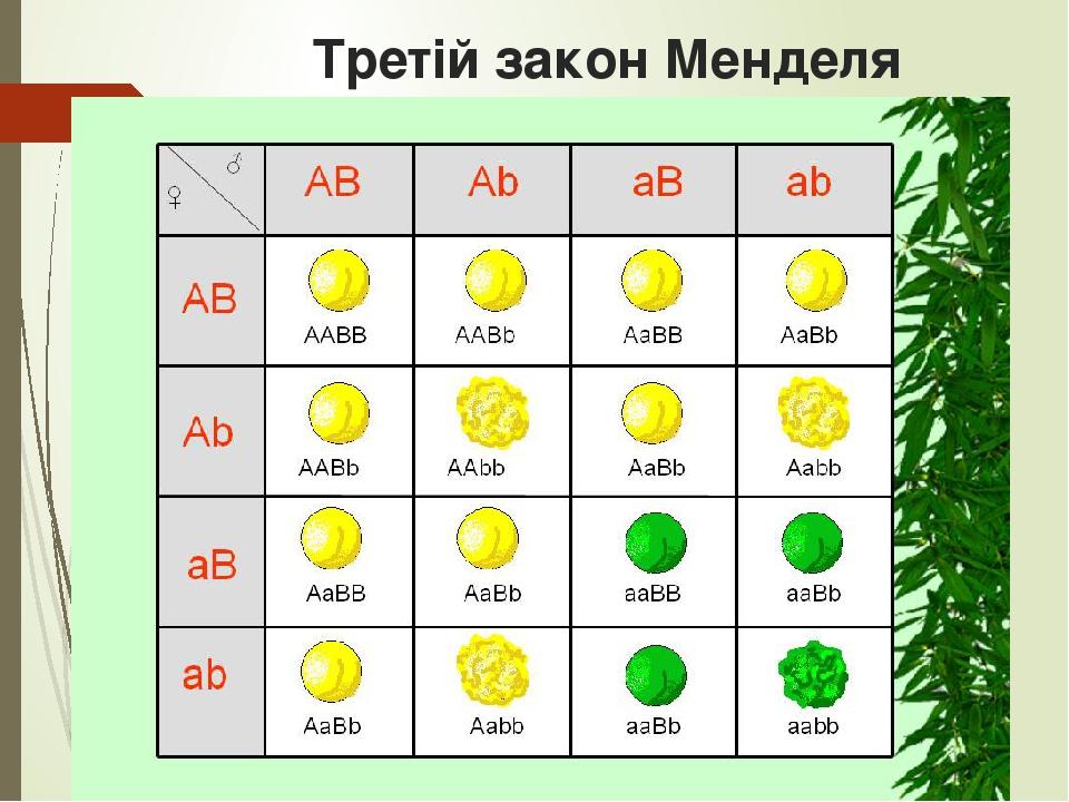 Законы менделя картинки