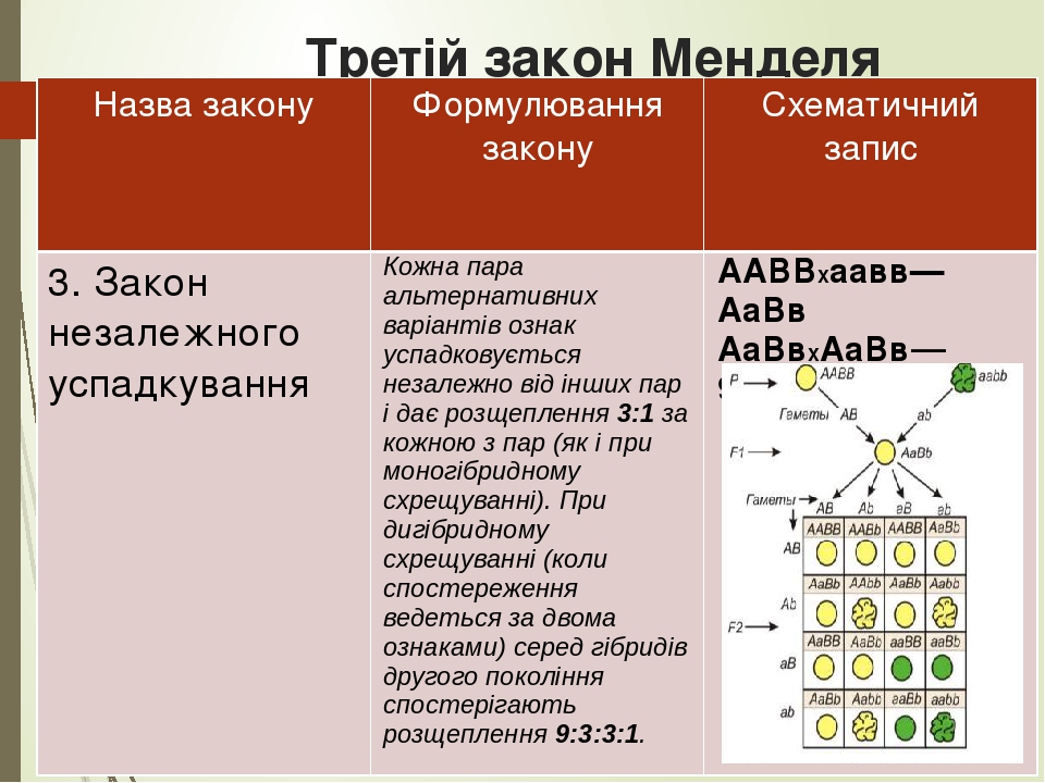 1 закон менделя схема