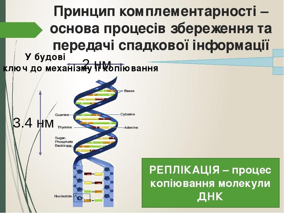 Днк компьютер принцип работы