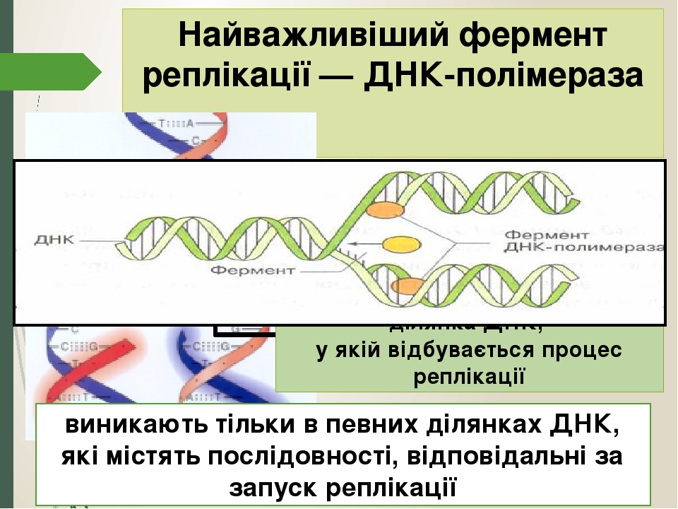 Днк проект