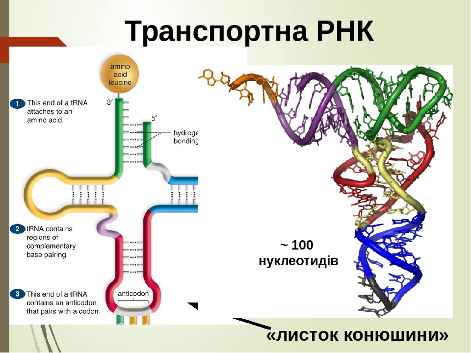Урок: Транскрипція. Типи РНК