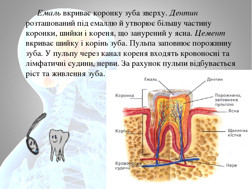 Зеновка и костина фото