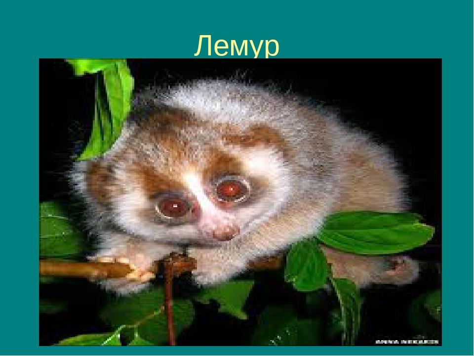Лемур