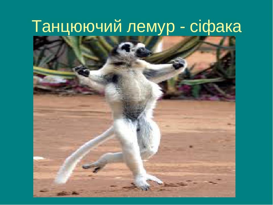 Танцюючий лемур - сіфака