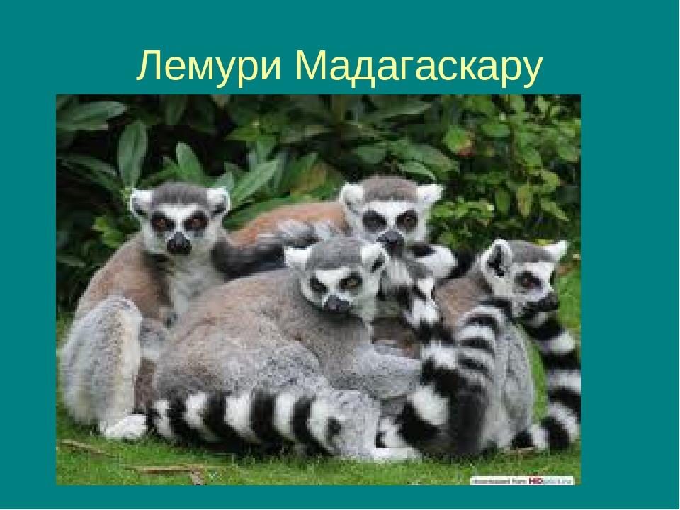 Лемури Мадагаскару