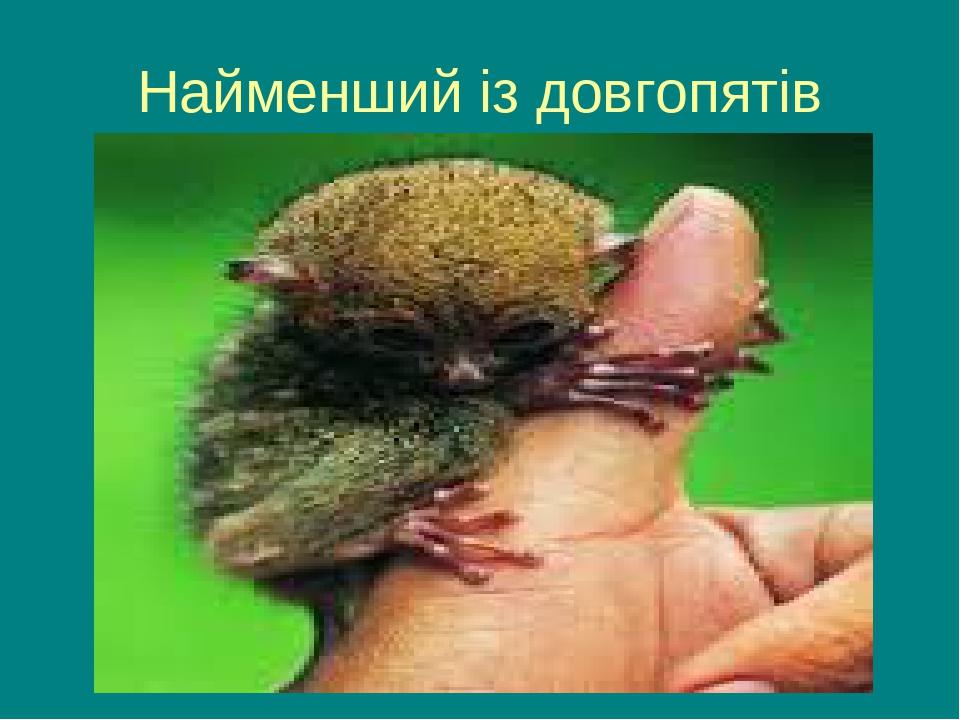 Найменший із довгопятів