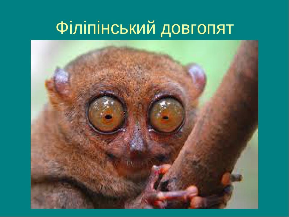 Філіпінський довгопят