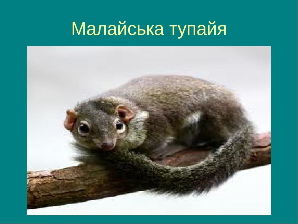 Малайська тупайя