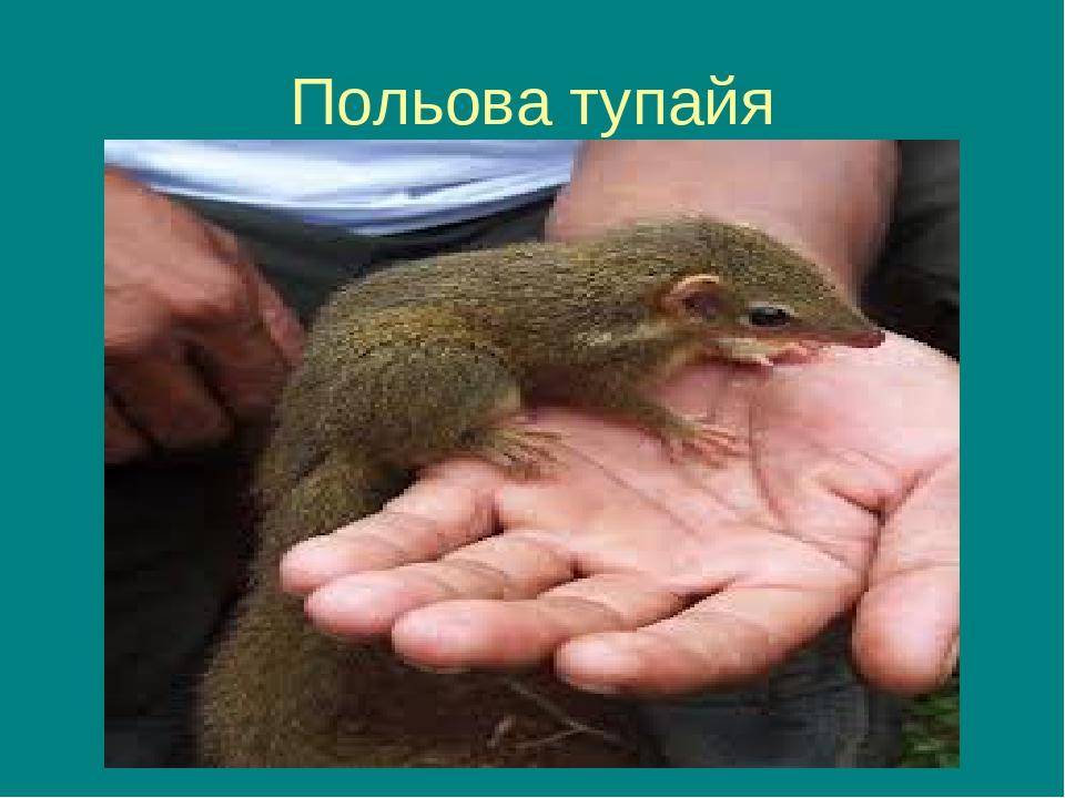 Польова тупайя
