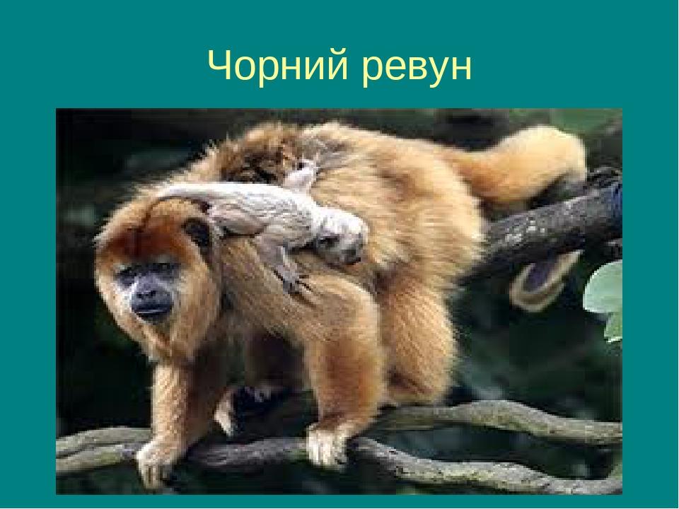Чорний ревун