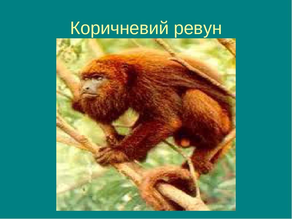 Коричневий ревун
