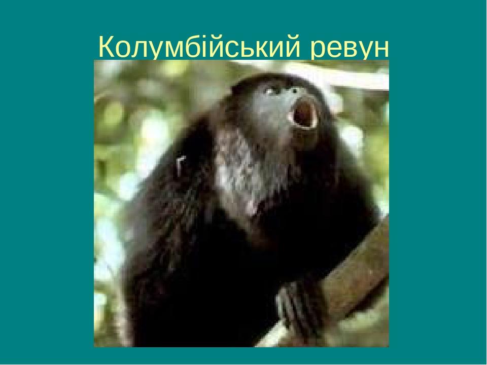 Колумбійський ревун