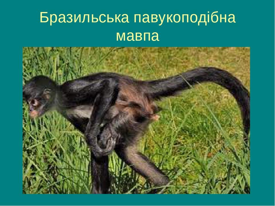 Бразильська павукоподібна мавпа