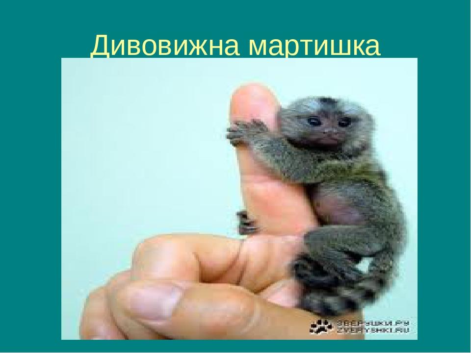 Дивовижна мартишка