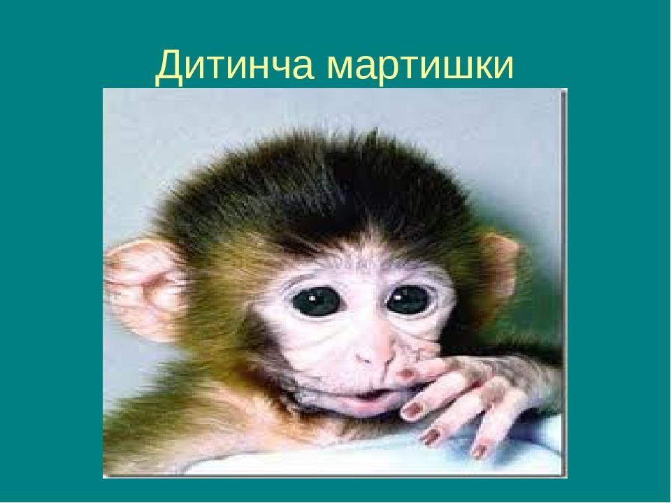 Дитинча мартишки
