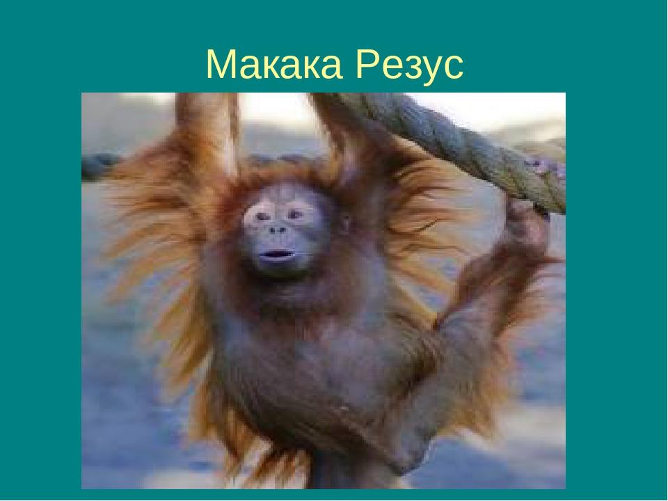 Макака Резус