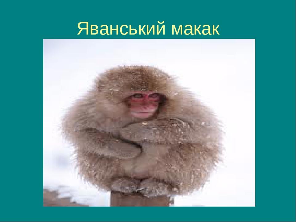Яванський макак