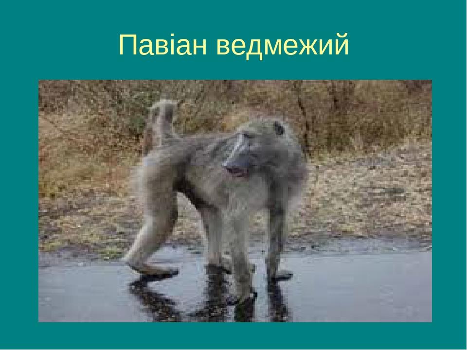 Павіан ведмежий