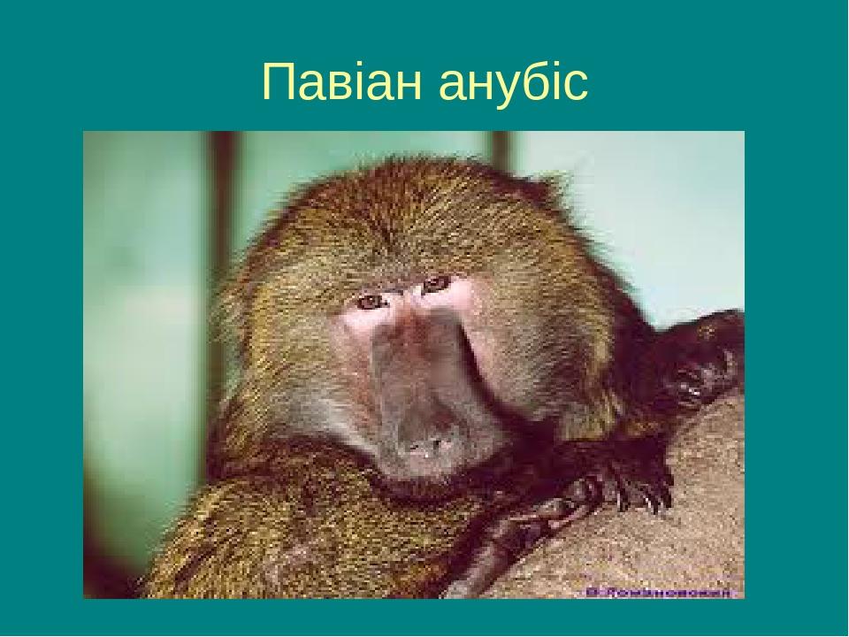 Павіан анубіс