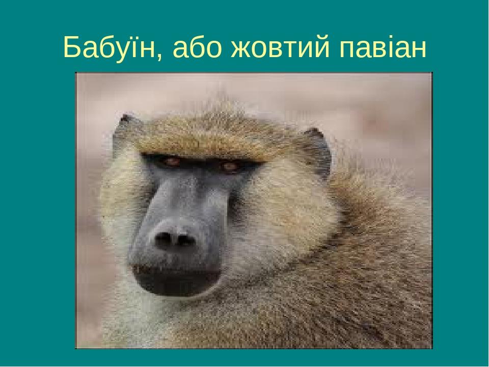 Бабуїн, або жовтий павіан