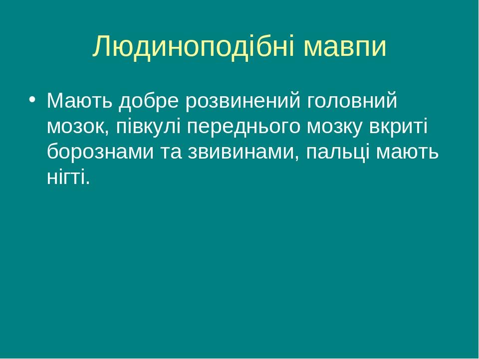 Людиноподібні мавпи Мають добре розвинений головний мозок, півкулі переднього мозку вкриті борознами та звивинами, пальці мають нігті.