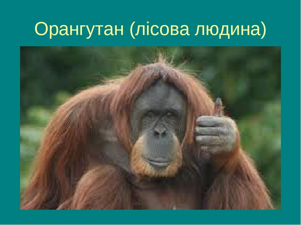 Орангутан (лісова людина)